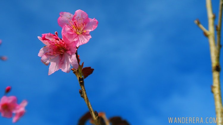 Sakura Flowers in Atok
