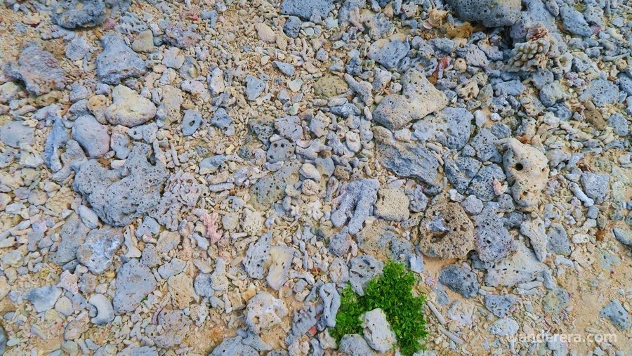 Crocodile Island