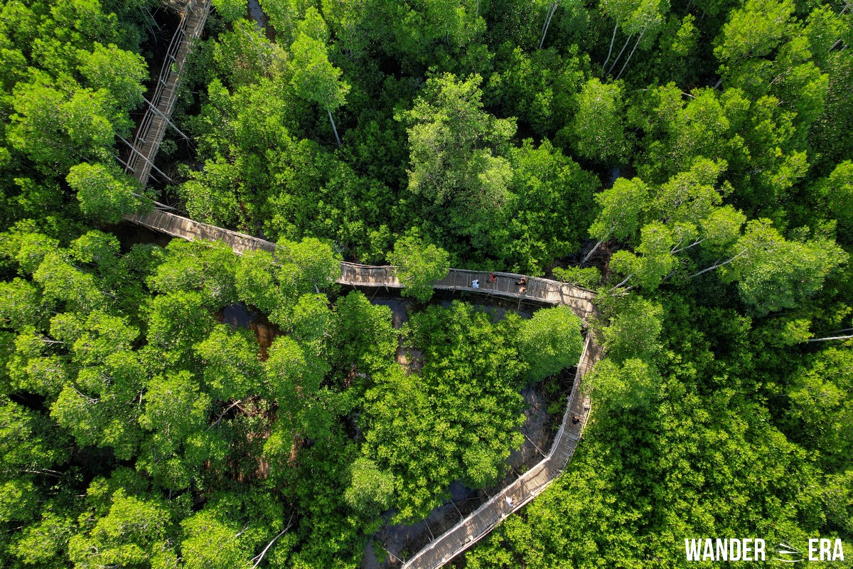 Obo-ob Mangrove Garden