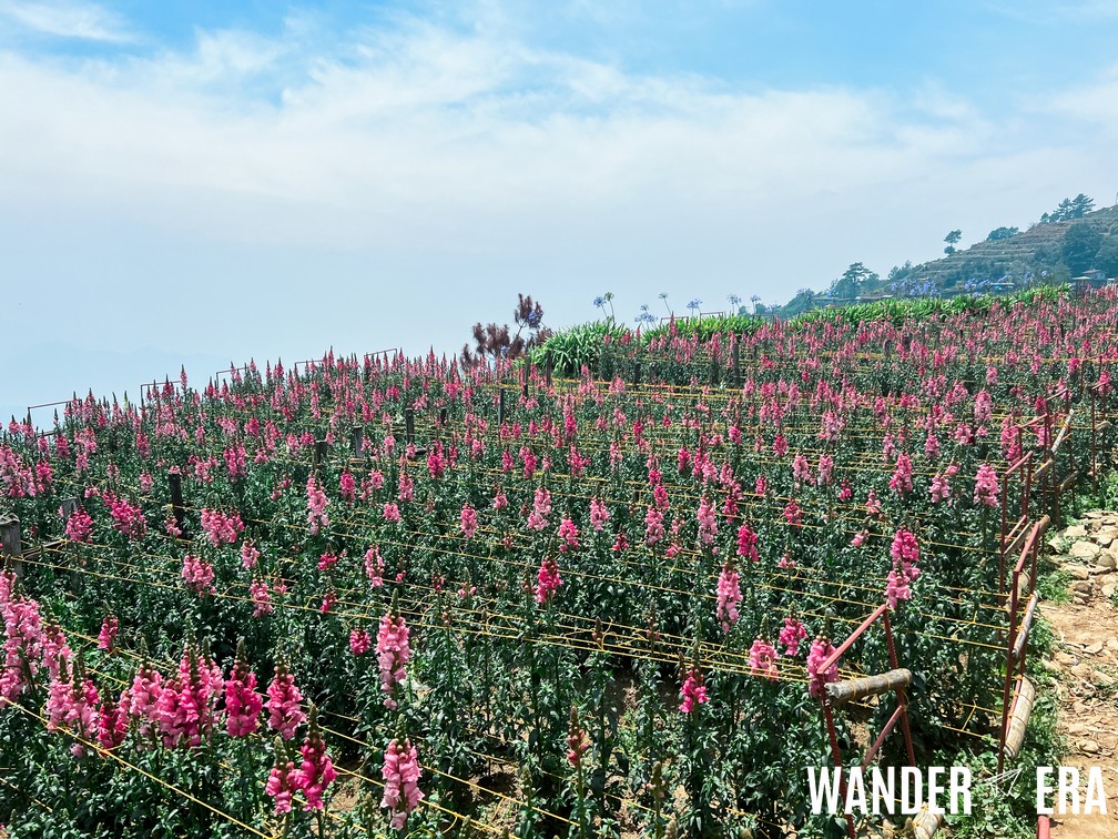 northern blossom flower farm