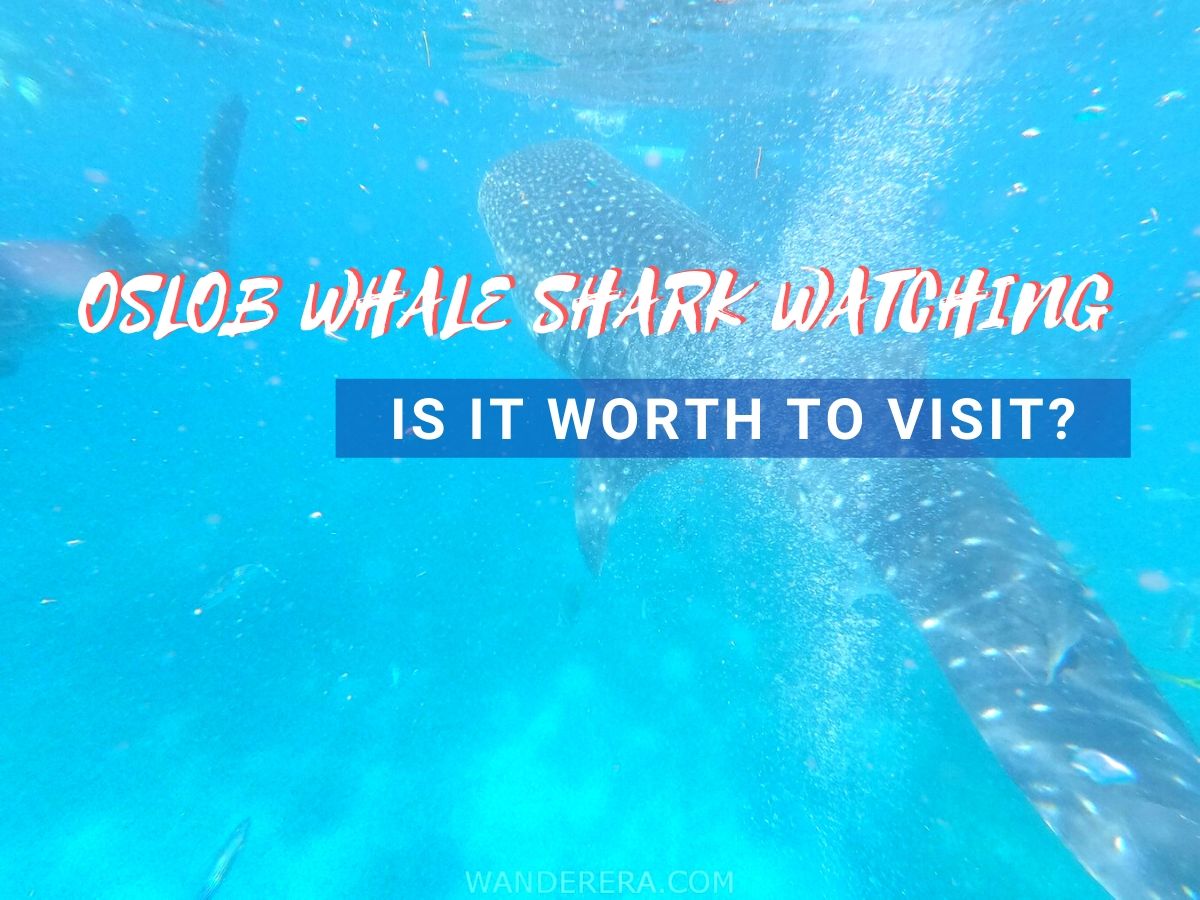 oslob whale watching