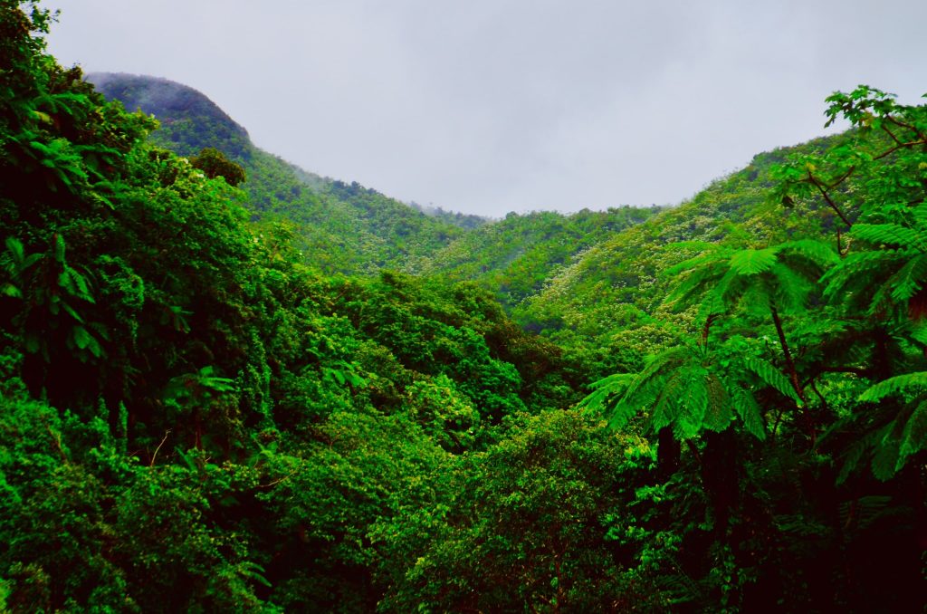 El Yunque
