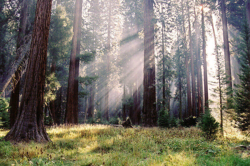 Giant Forest