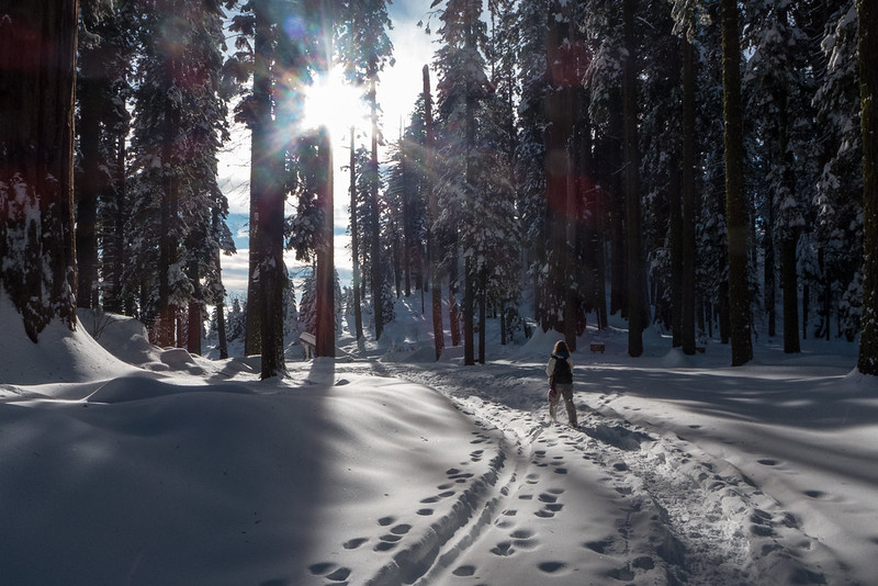 Snowshoe
