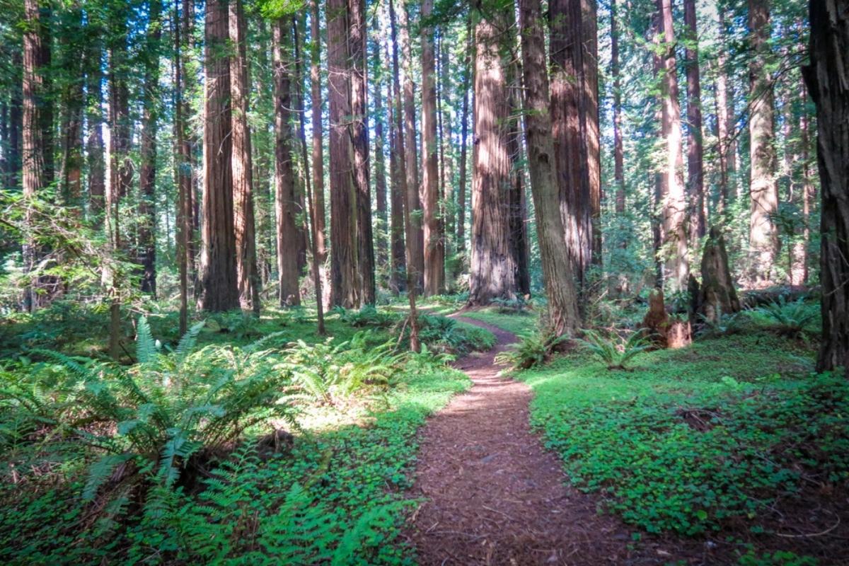 Avenue of the Giants