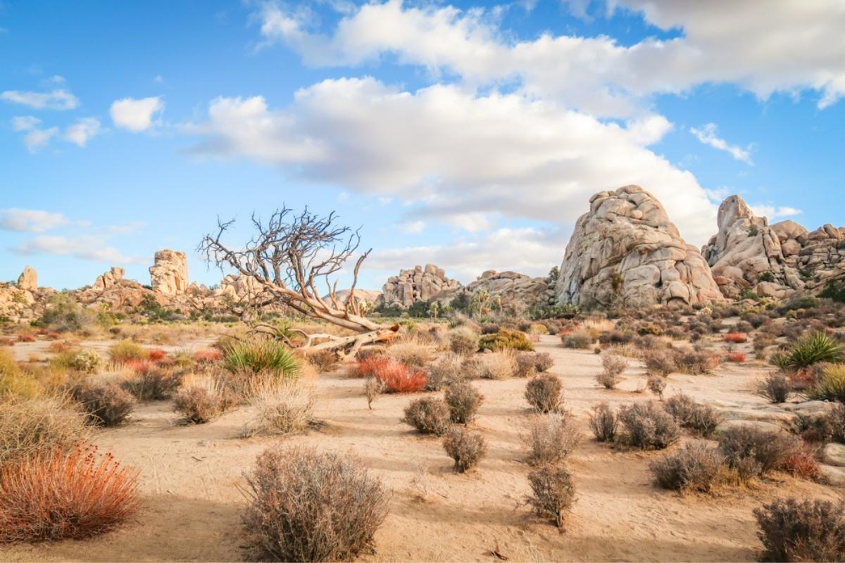 Joshua Tree National Park