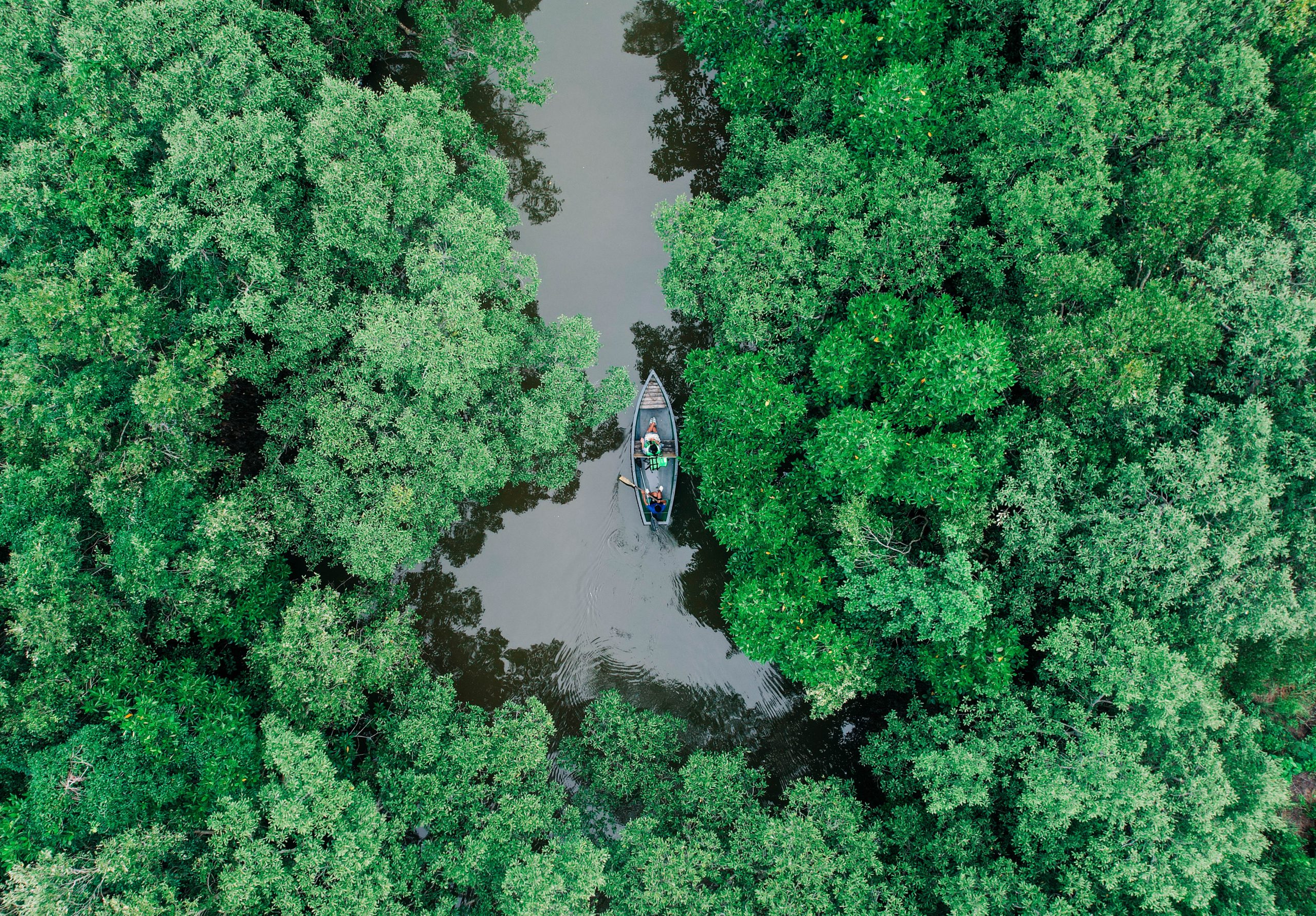 mangrove tour