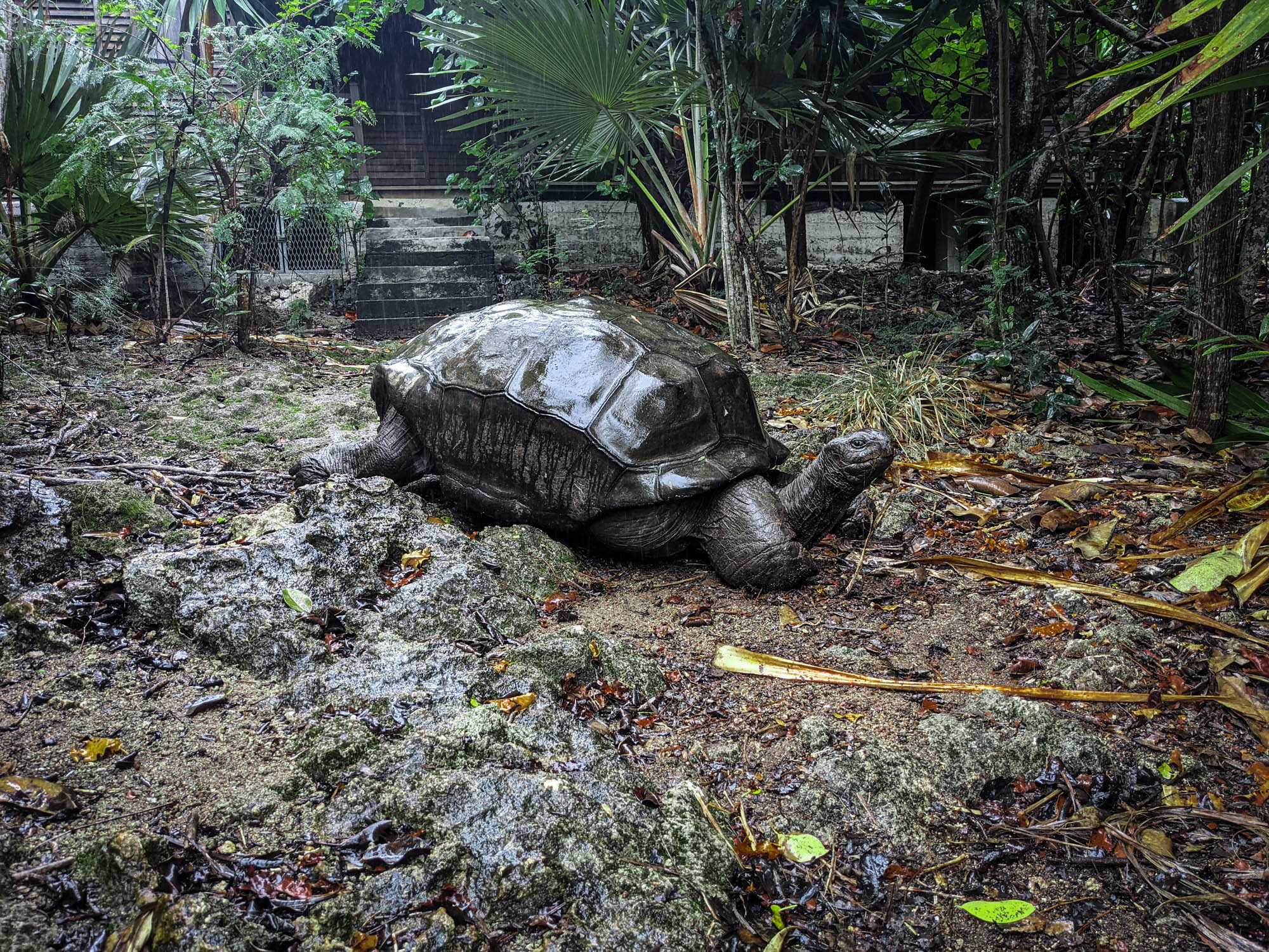 ecotourism in Mauritius - giant tortoise