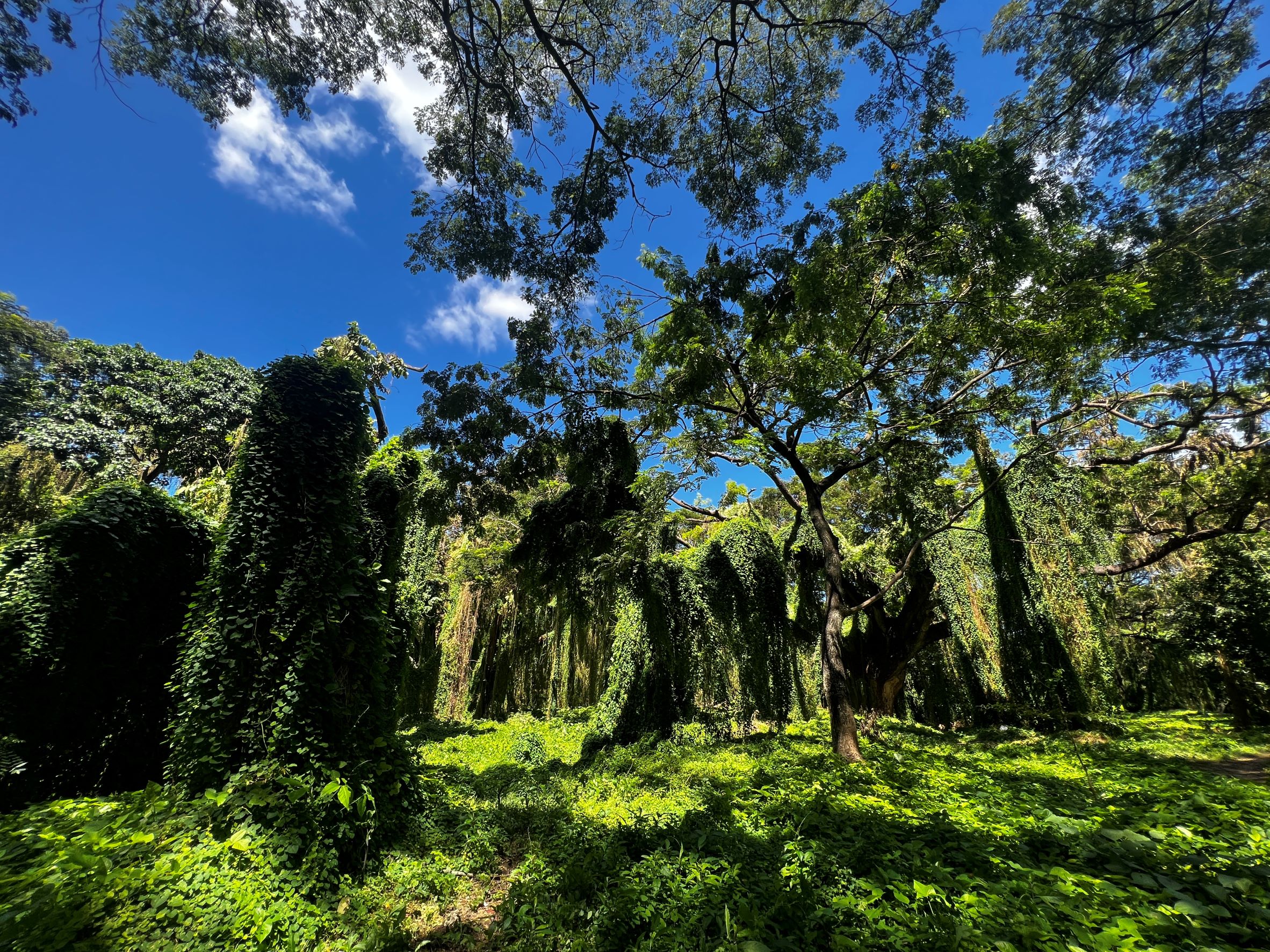 The Havana Forest