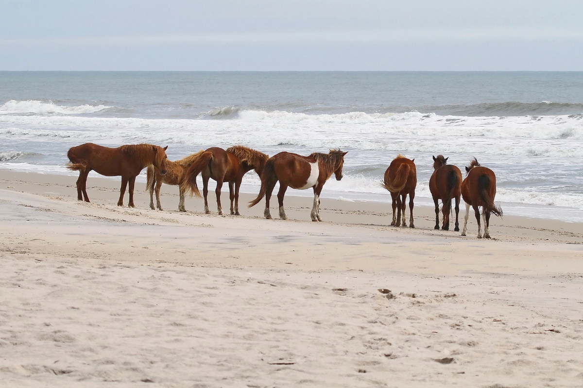 Assateague Island, Maryland, and Virginia 