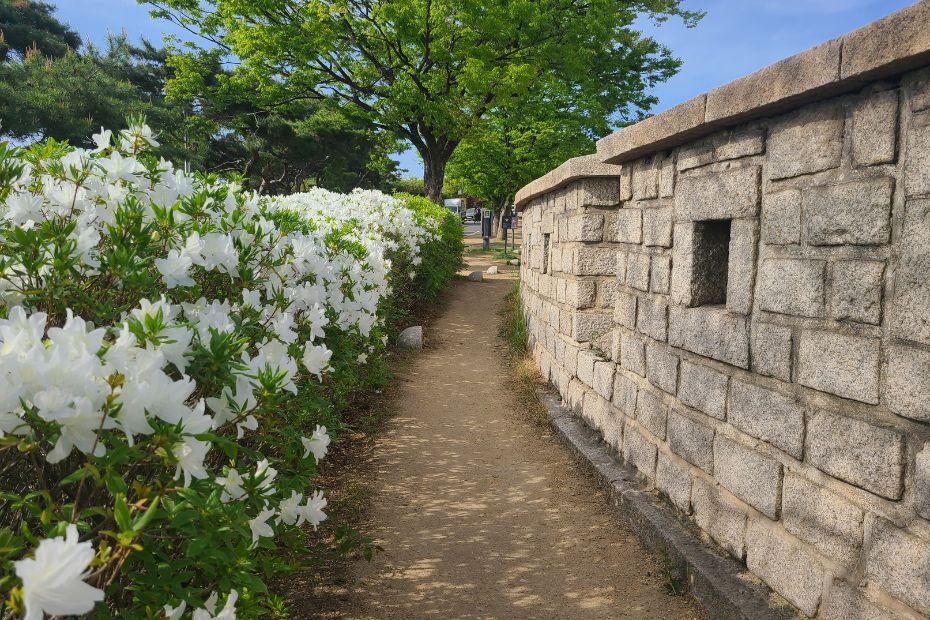 Fortress Walls In Seoul With Flowers
