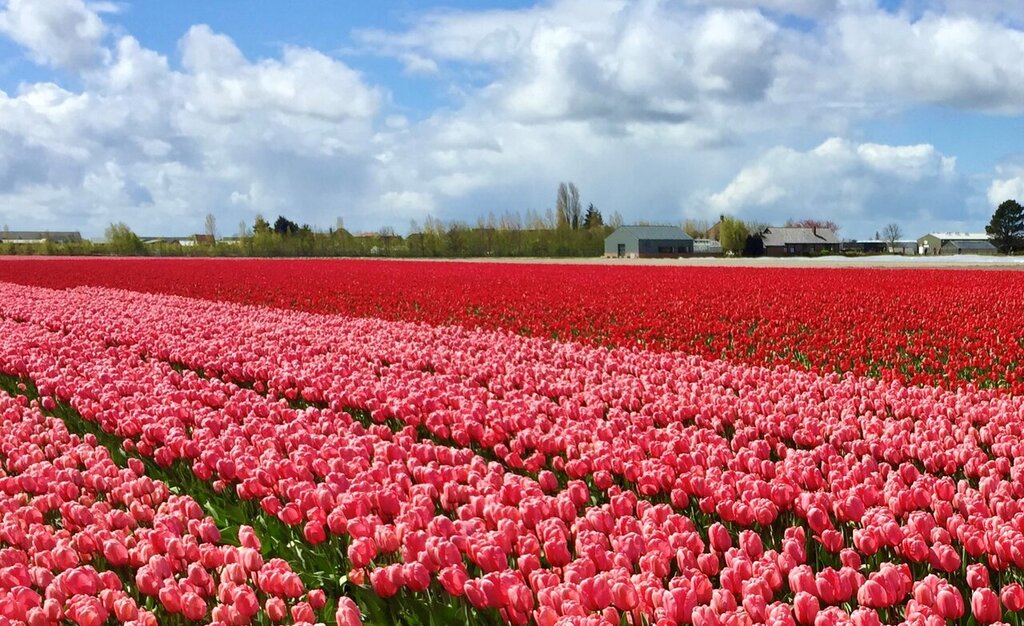 Lisse