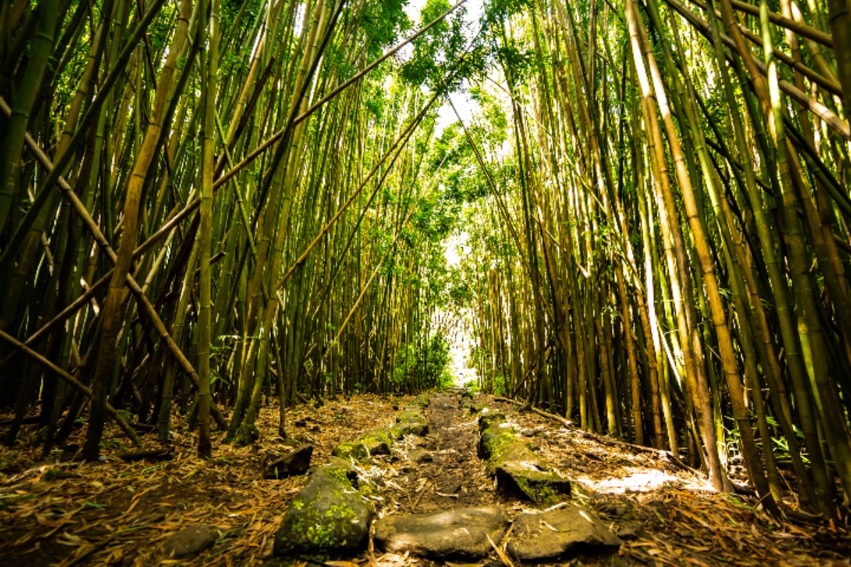 Pipiwai Trail