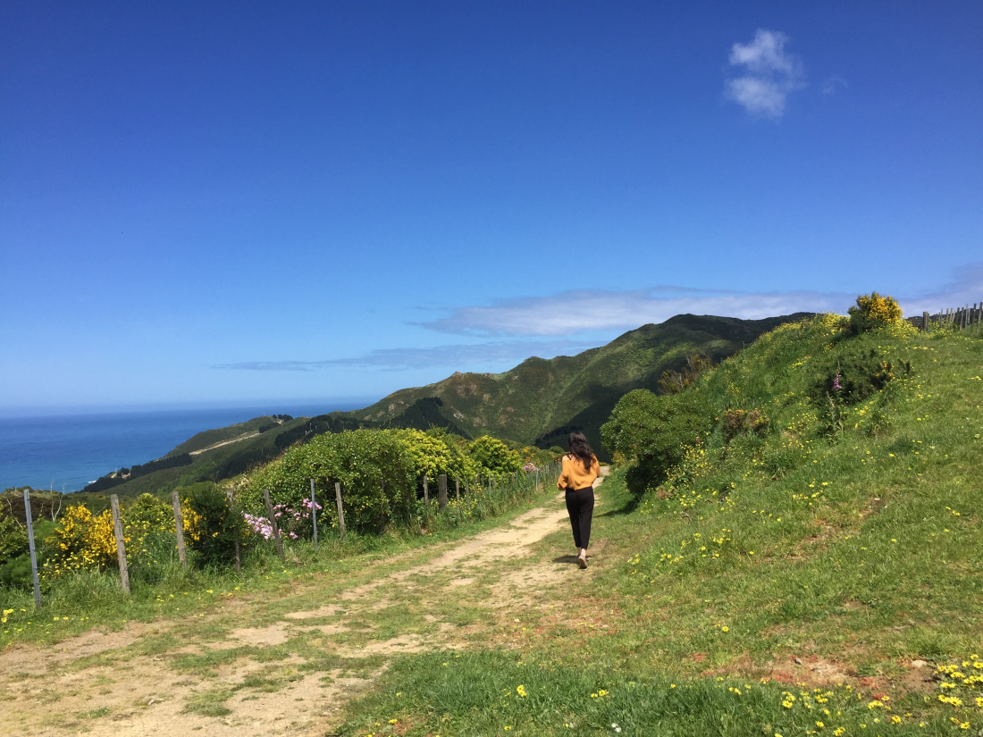 Tawatawa Reserve Wellington