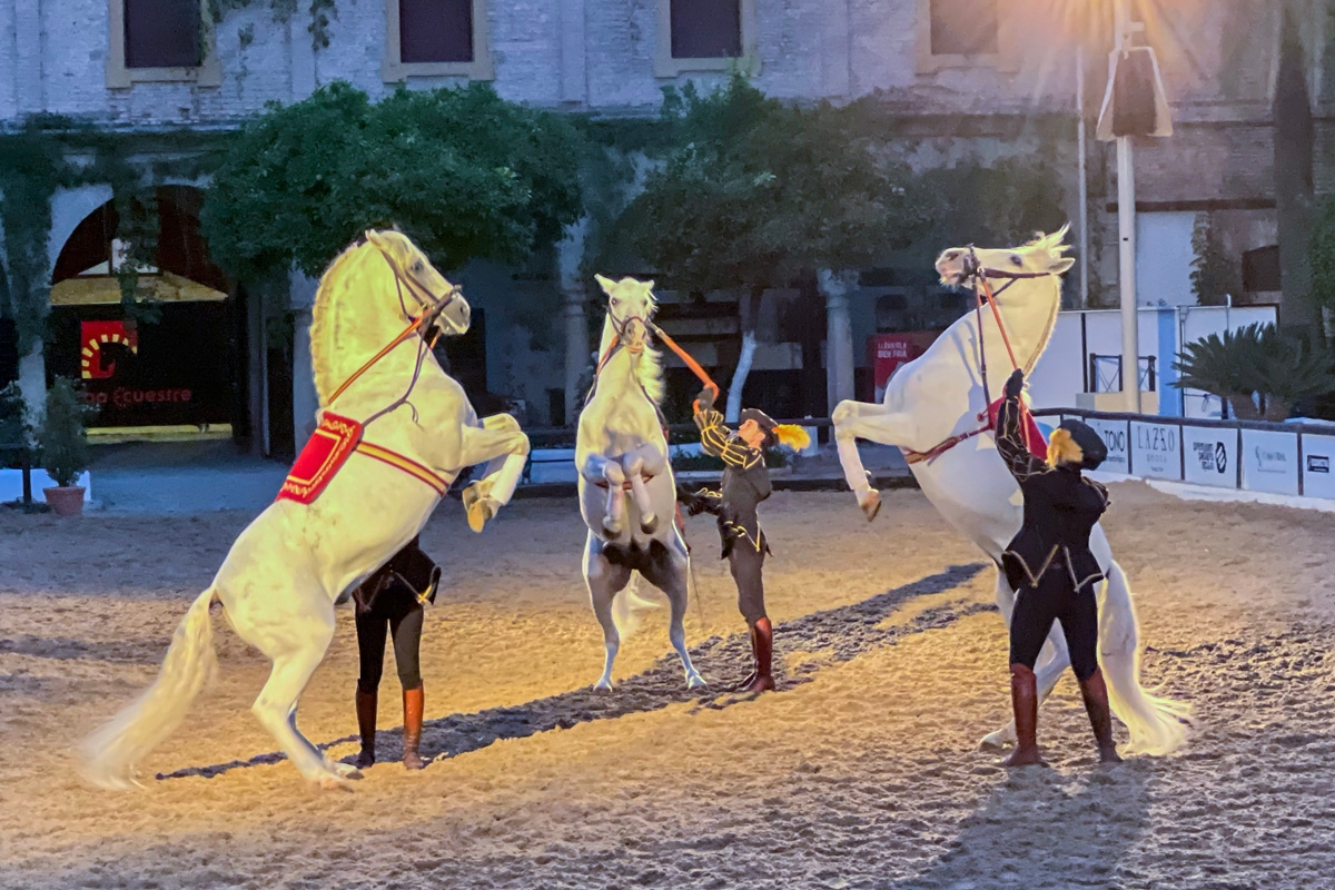 Cordoba horses