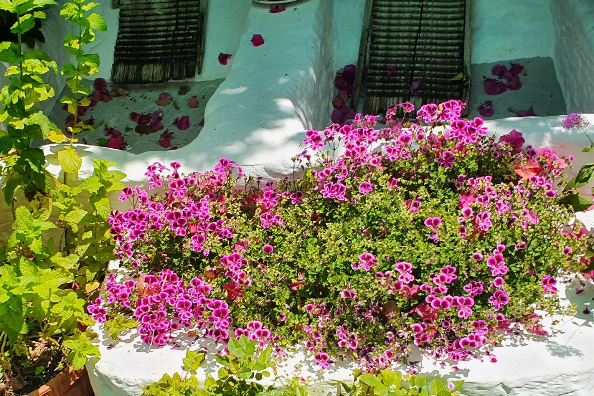 Patios of Cordoba