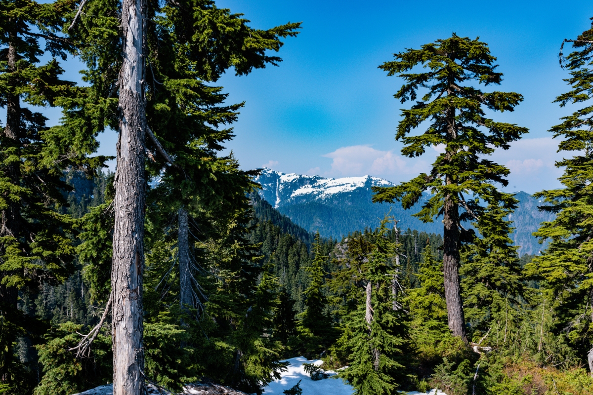 Grouse Mountain
