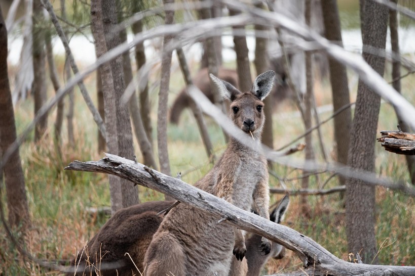 Kangaroos