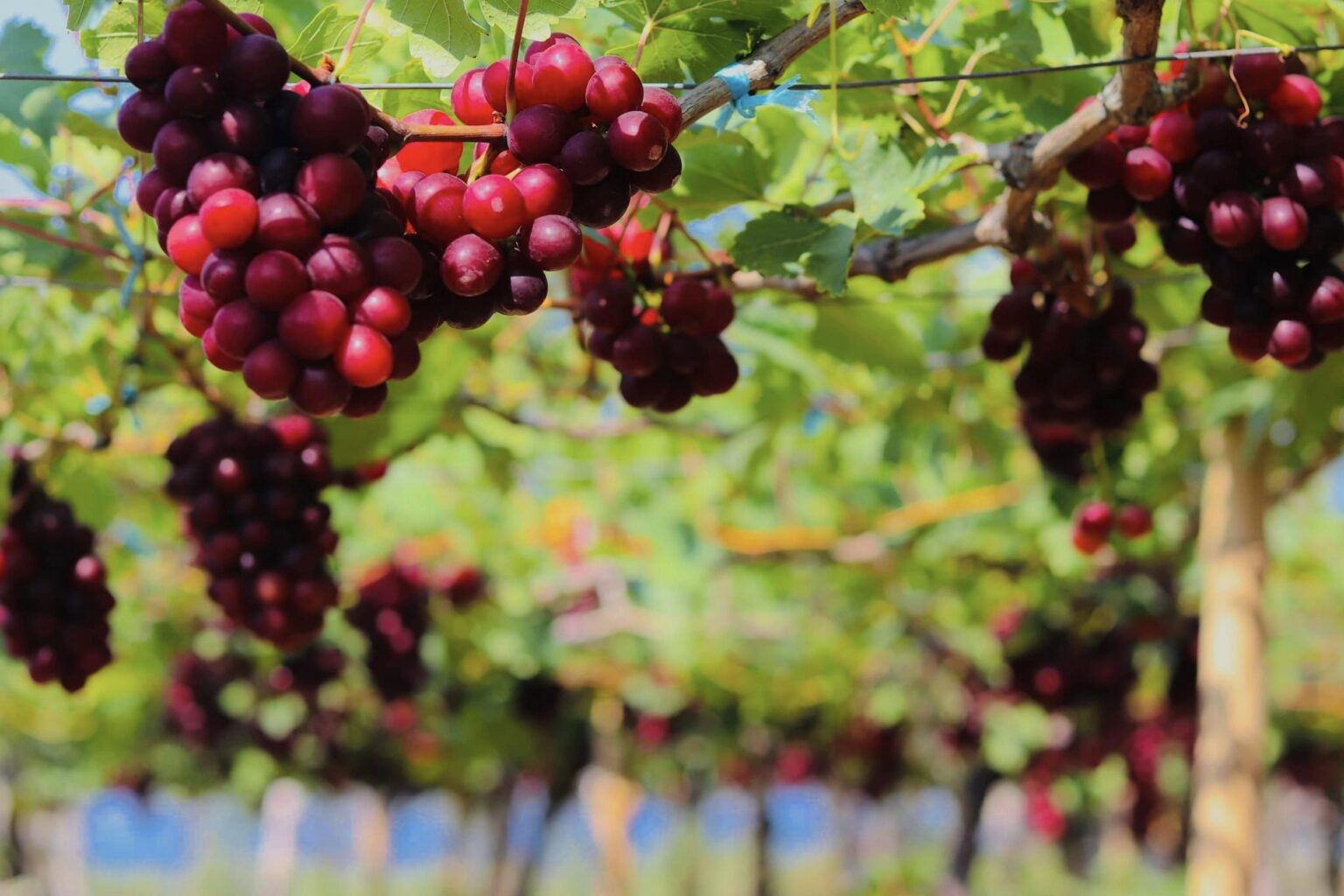 Grape Farms In La Union Your Complete Travel Guide Wander Era Grape Farms In La Union Your Complete Travel Guide Wander Era