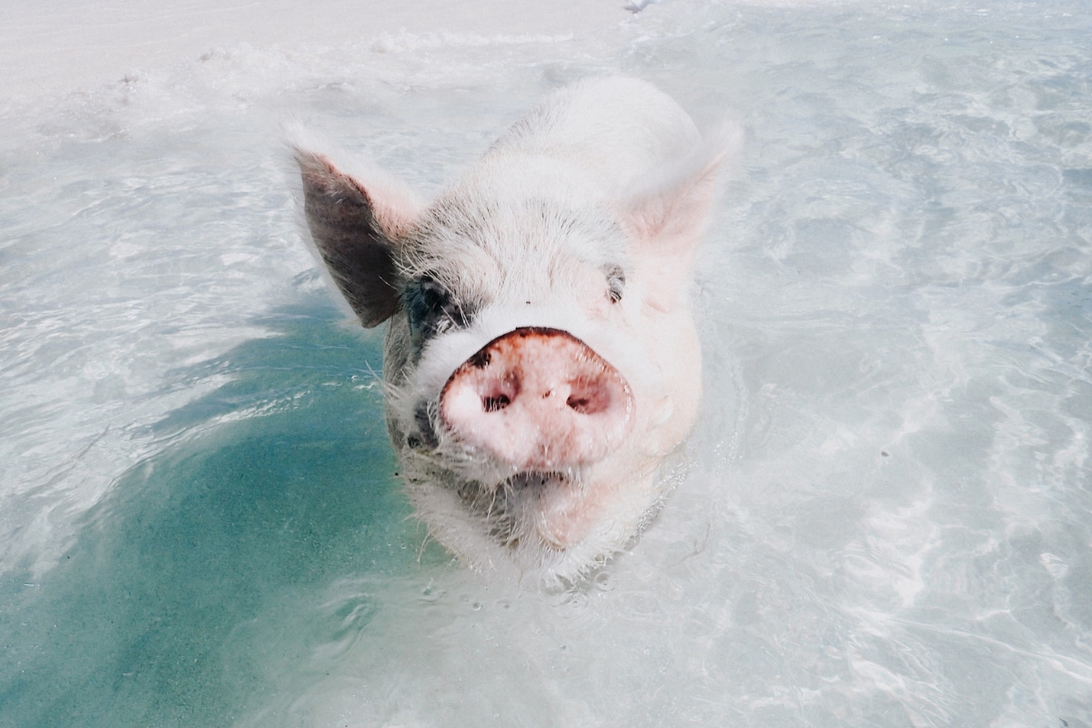 Pig on the beach