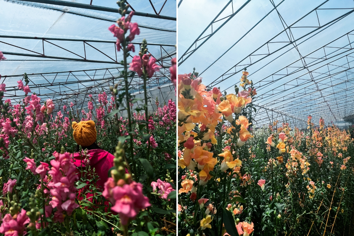 northern blossom flower farm