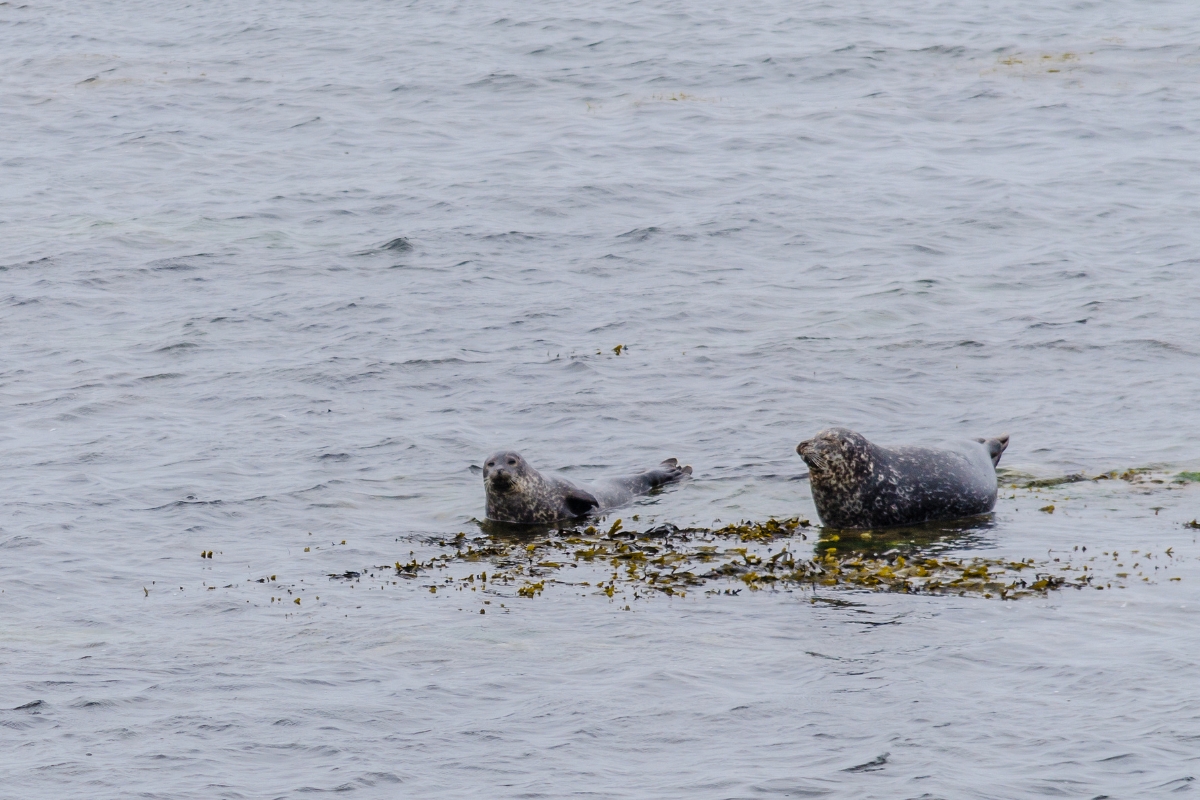 seals on Aran islands