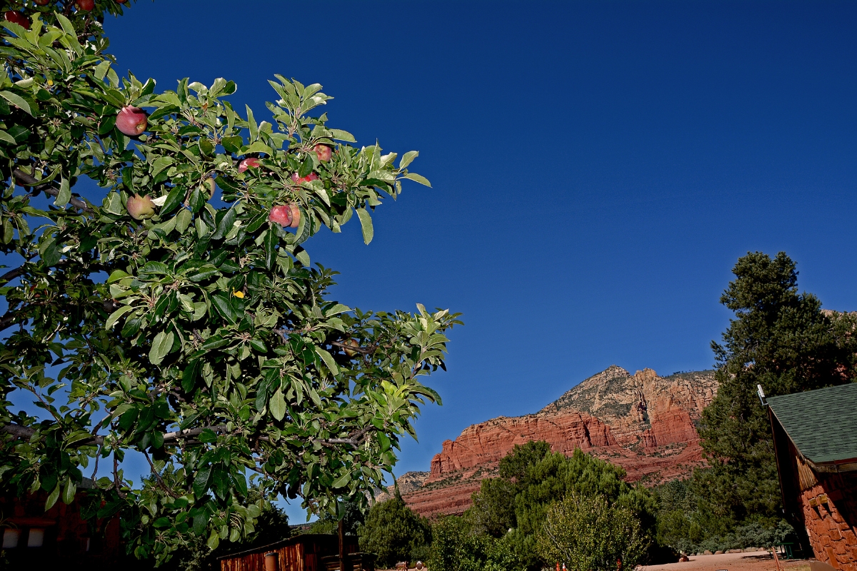 apple picking