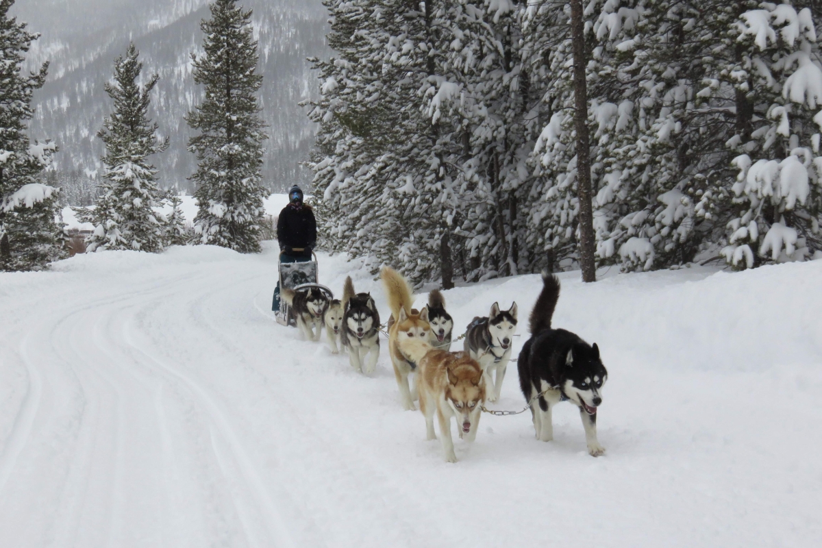 dog sledding