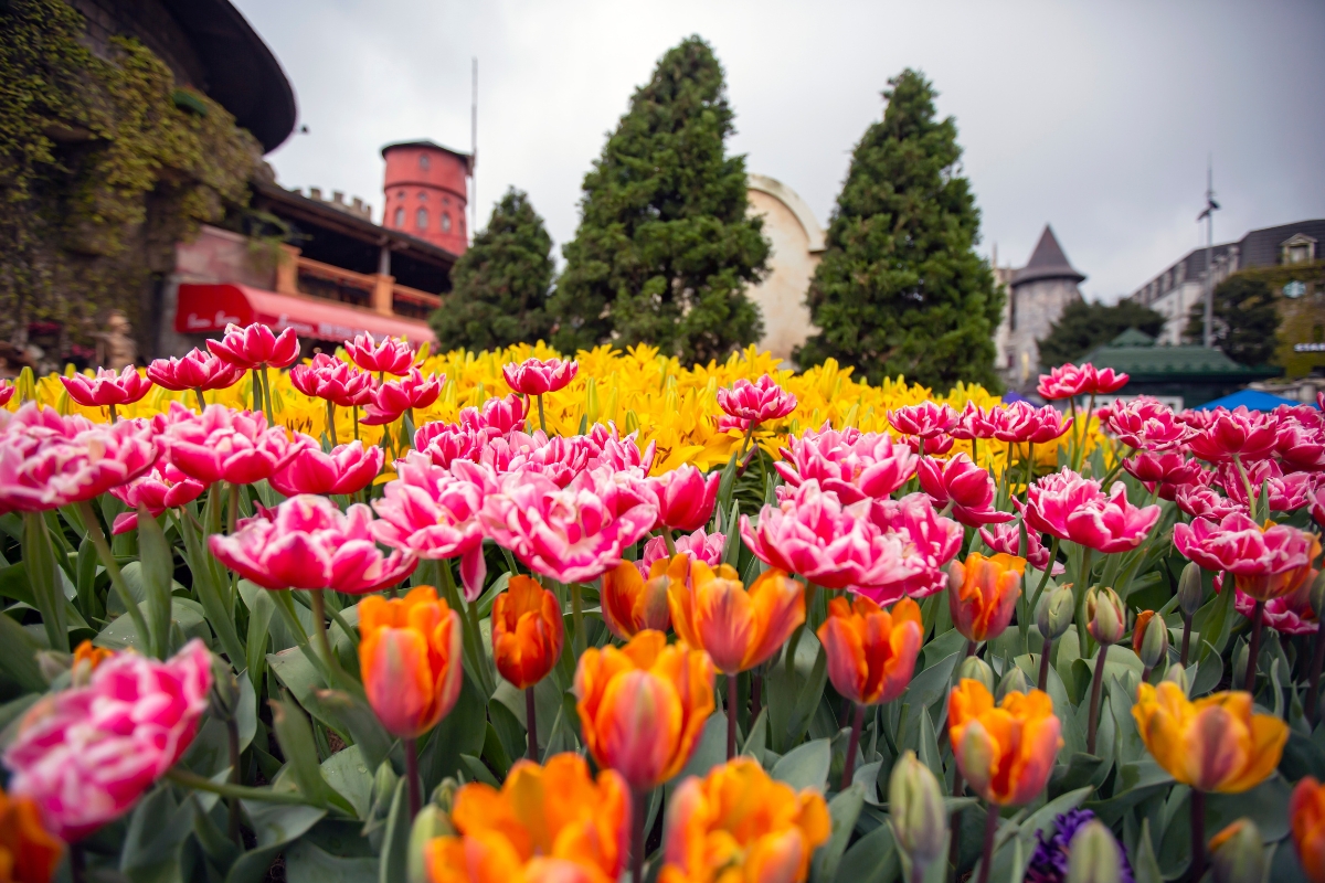 tulips at Ba Na Hills
