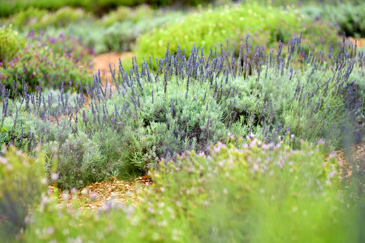 Ali'i Kula Lavender Farm