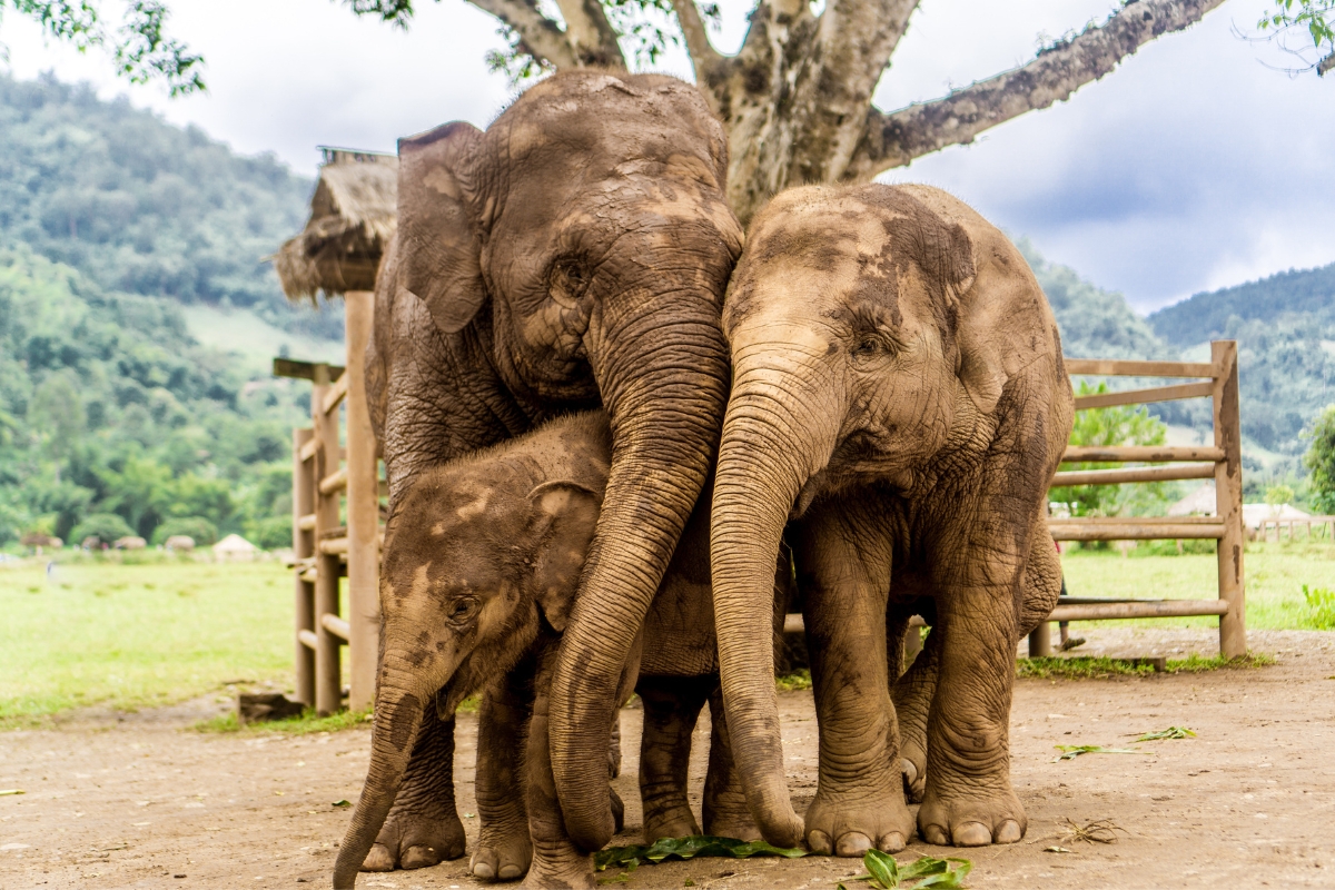 Elephant Nature Park