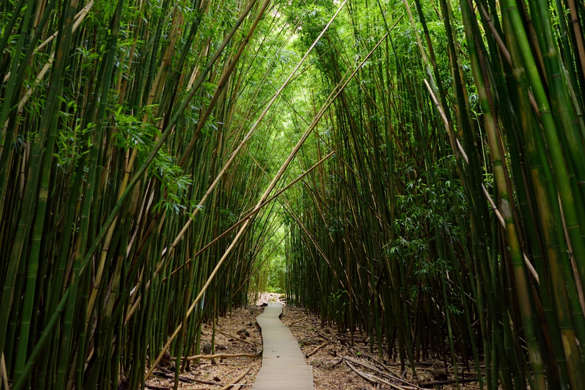 Pipiwai Trail