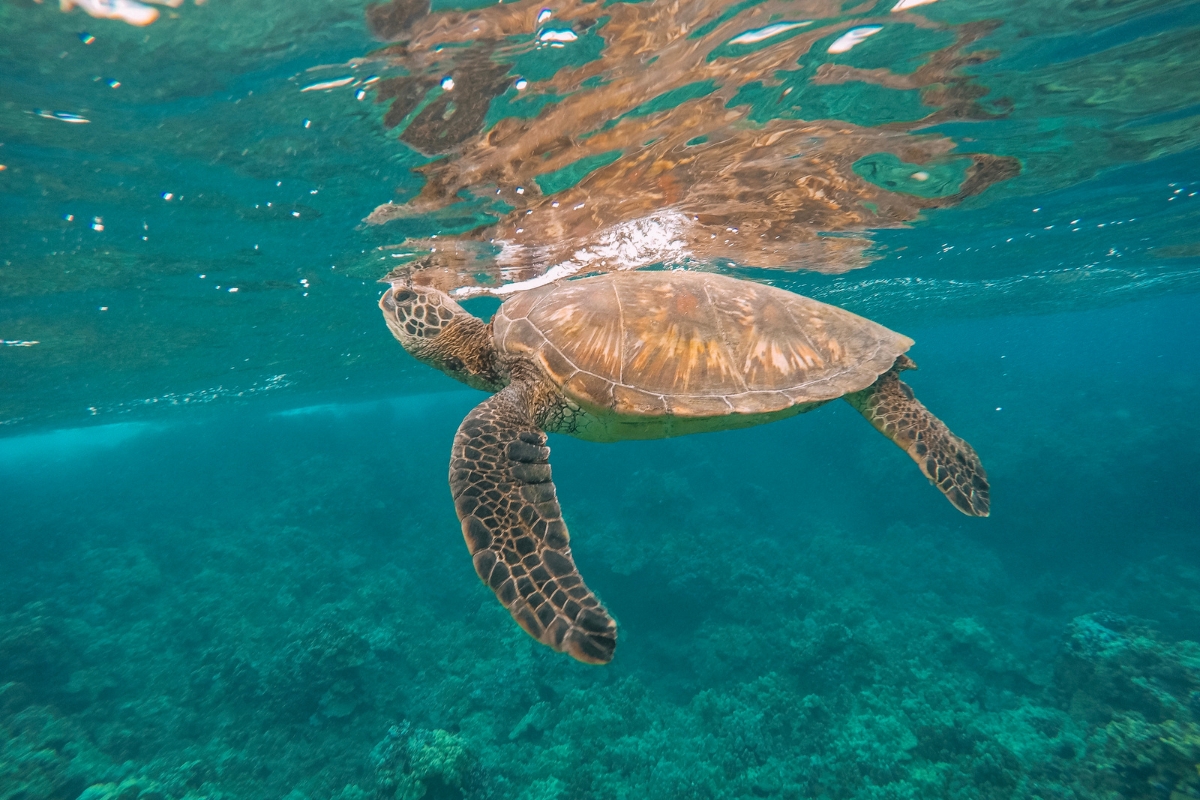 Snorkeling in Maui