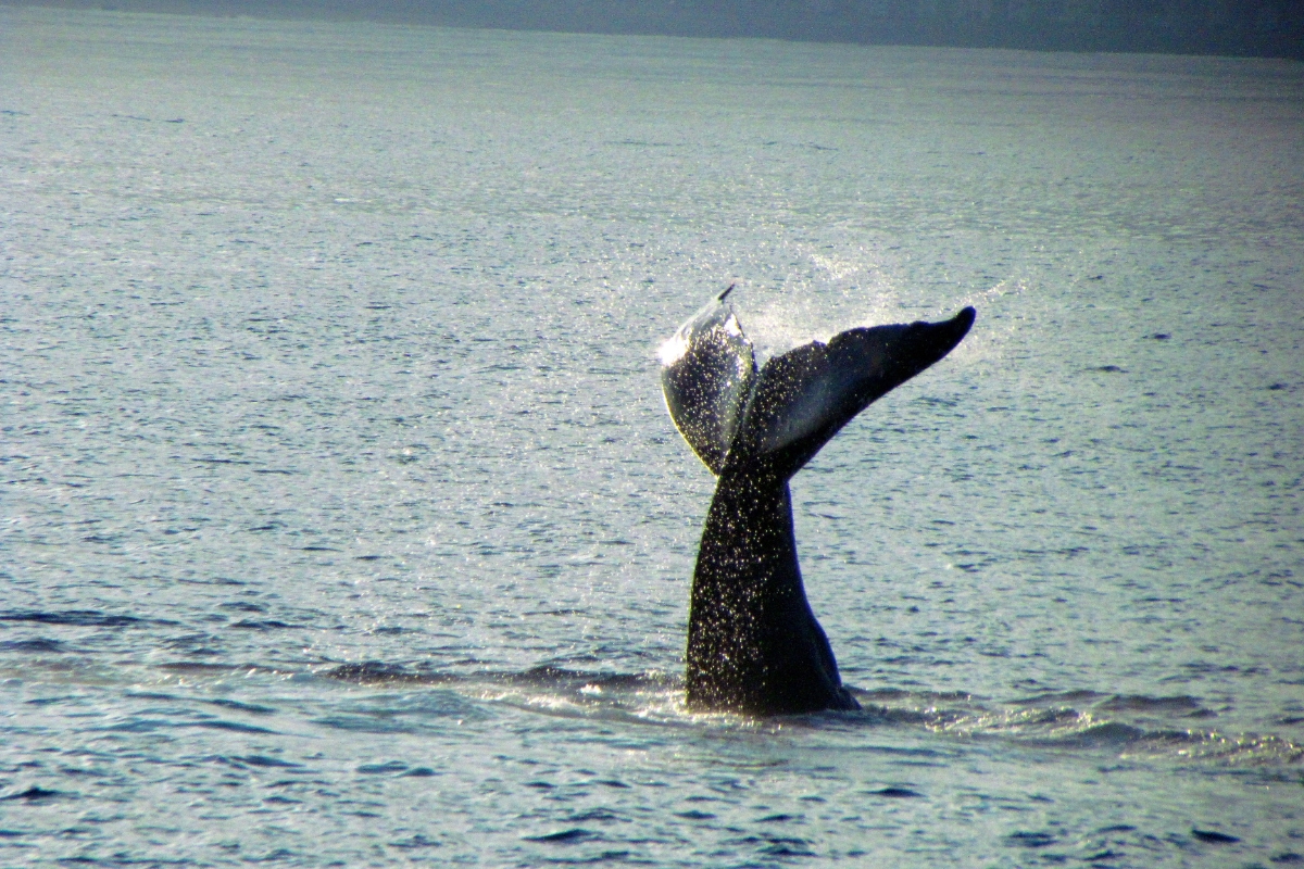 Whale Watching