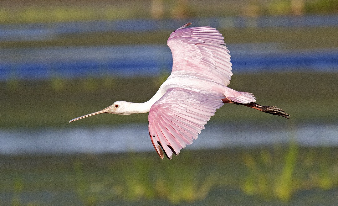 Ding Darling Wildlife Refuge - Roseate Spoonbill flying