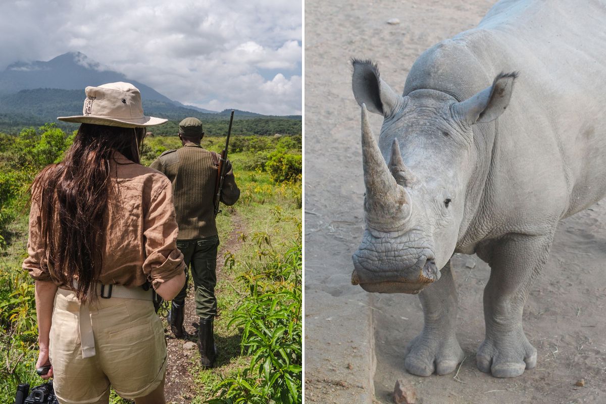 The Top 10 Best Places to See Rhinos on an African Safari