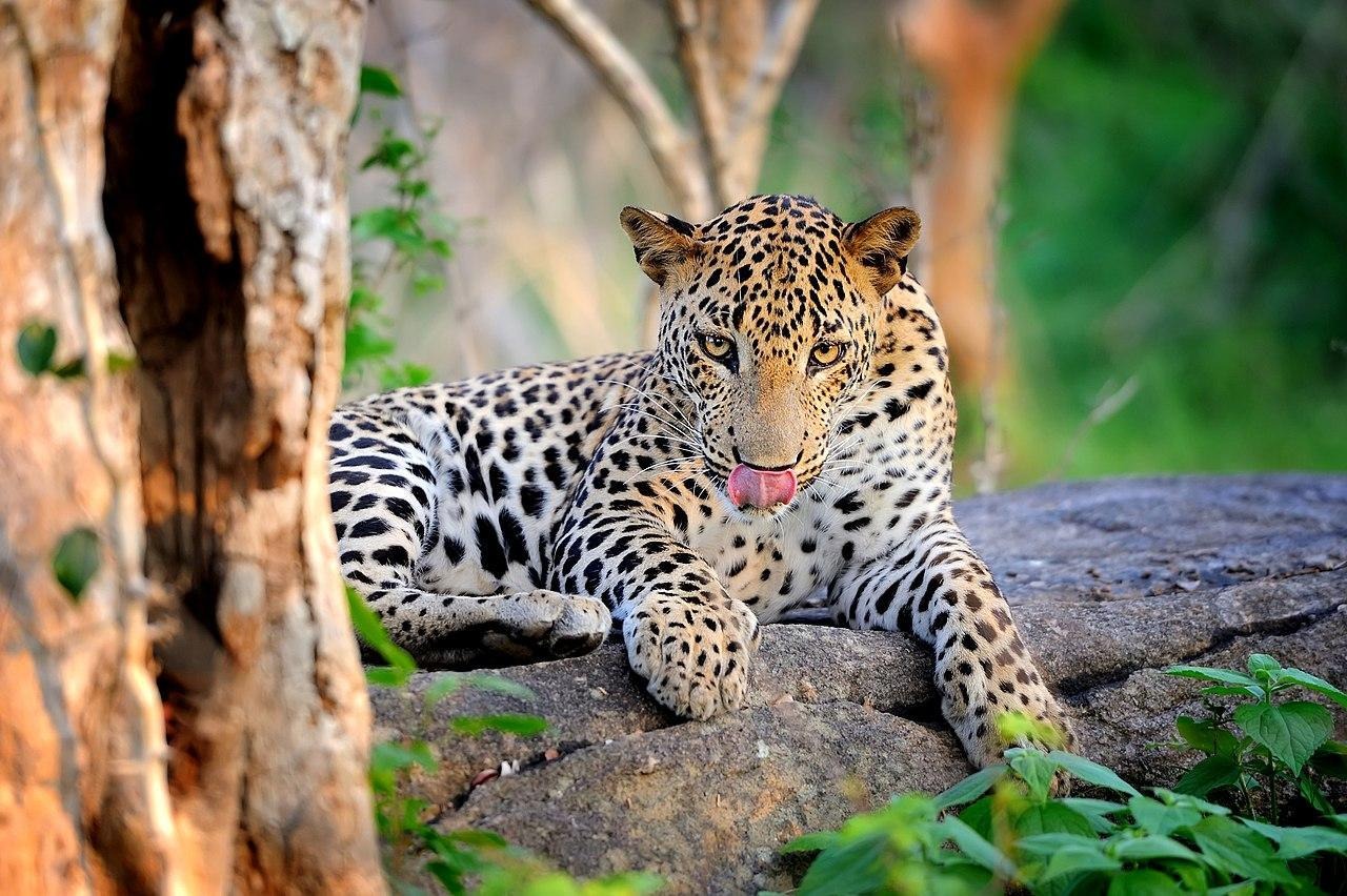 7 Reasons to Choose Sri Lanka for Your Next Wildlife Holiday in Asia